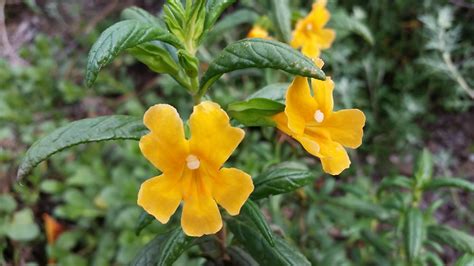 Image result for Sticky Flower