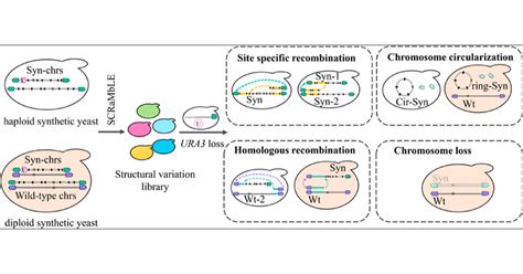 Toradh íomhá ar Structural Variation