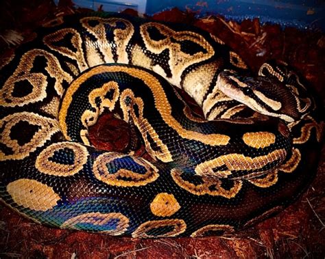 Afbeeldingsresultaten voor Python Royal Rose