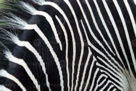 Zebra Repeatable Pattern に対する画像結果