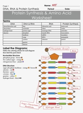 Protein Synthesis Worksheet and Answer Key に対する画像結果