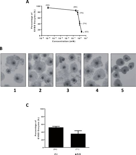 Image result for Oocyte Gvbd