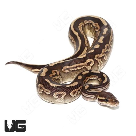 Toradh íomhá ar Mojave Snake Ball Python