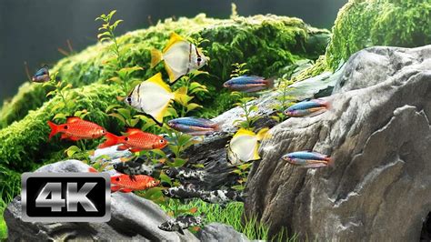 Image result for Screensaver Live Fish Aq