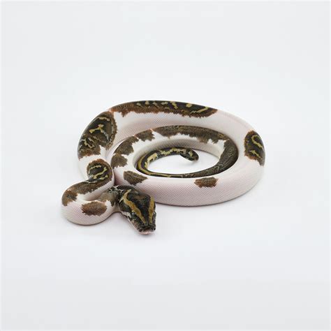 Image result for Pied Burmese Python