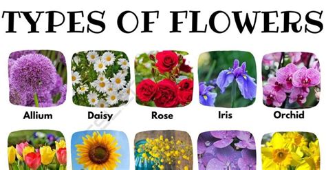 Types of Flowers: A Comprehensive Guide