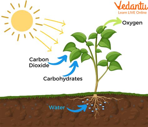 Image result for Photosynthesis and Respiration Process