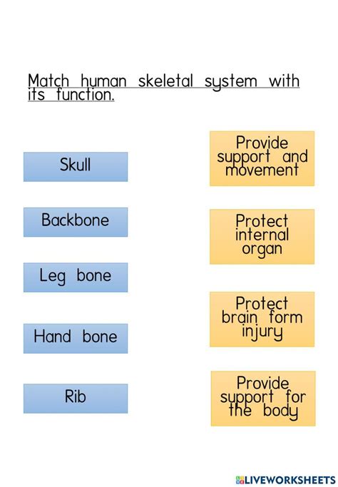 Image result for Binocs Skeletal System Grade 5