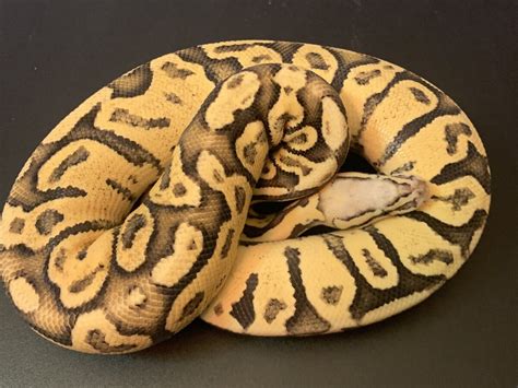 Image result for Super Sable Ball Python
