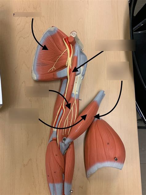 Image result for Left Arm Model