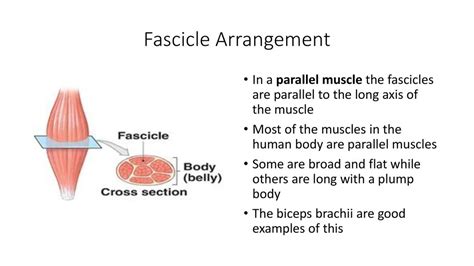 Image result for Parallel Muscle