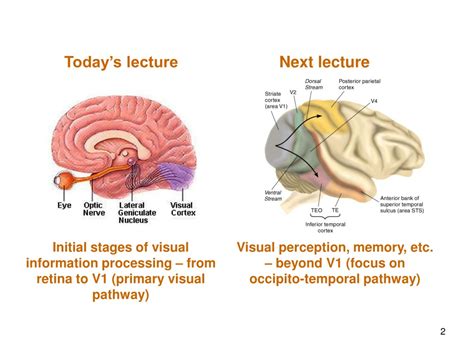 Visual Processing Path に対する画像結果