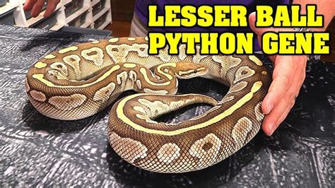 Pastel Lesser Ball Python に対する画像結果