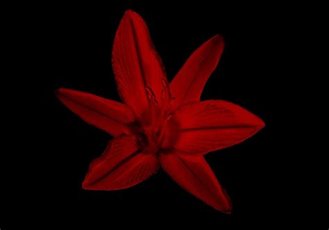 Toradh íomhá ar Lily Brush