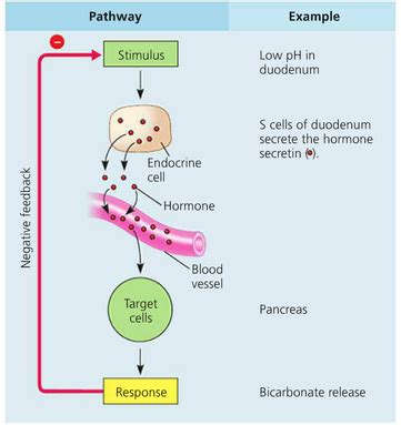 Image result for Negative Feedback Loop Endocrine System