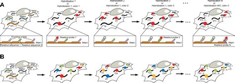 Image result for Spatially Resolved Transcriptomics