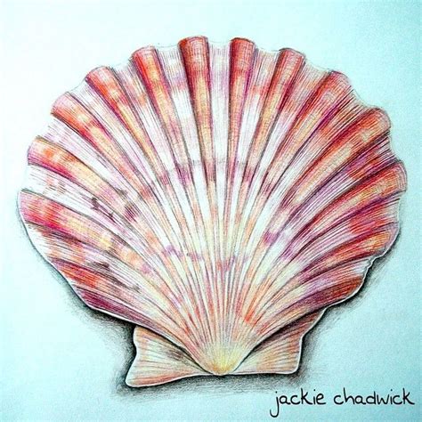 Image result for Small Shell Drawing