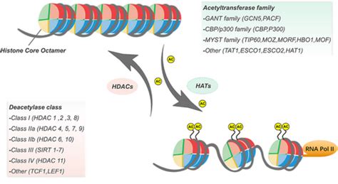 Post-Translational Modification Histone Code に対する画像結果