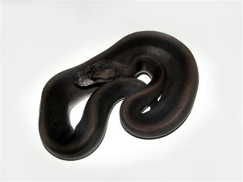 Morph List - World of Ball Pythons