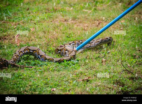 Image result for Snake Catching Channels