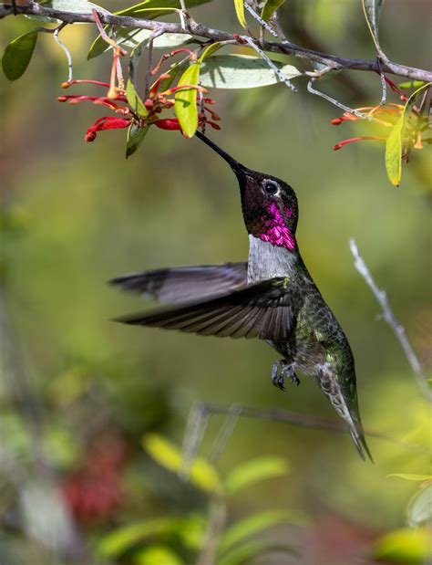 Image result for Wildlife Photography with Nikon Z9