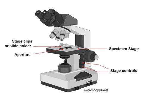 Toradh íomhá ar Compound Microscope Stage Clips