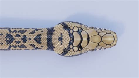 Image result for Scrub Python Dimensions