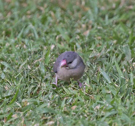 Image result for Java Sparrow Tree