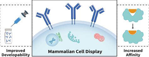 Image result for Antibody Affinity Modification Computer