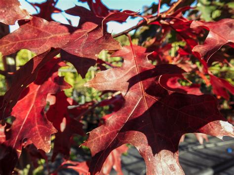Toradh íomhá ar Quercus Coccinea