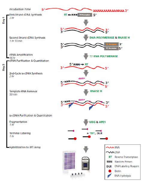 Image result for GeneChip Microarray