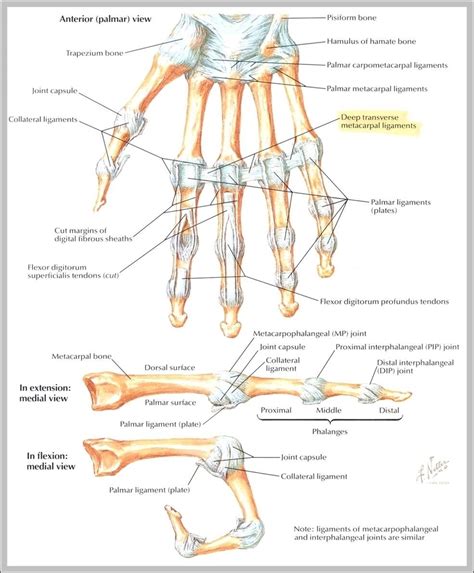 Afbeeldingsresultaten voor Hand Ligaments Diagram