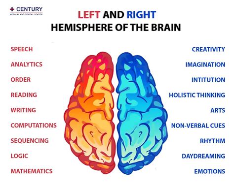 Image result for brain hemisphere differences