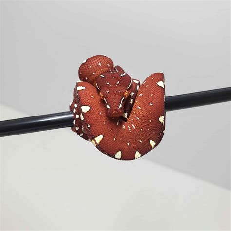 Image result for Red Green Tree Python