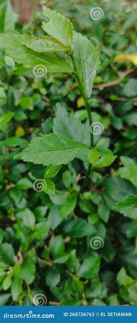 Toradh íomhá ar Tea Species