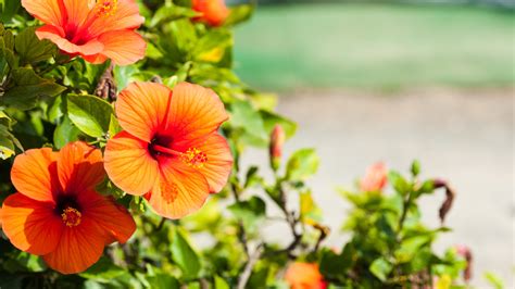 Toradh íomhá ar How to Care for Hibiscus