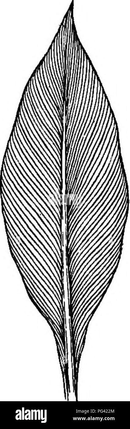 Toradh íomhá ar Feature of Parallel Leaf