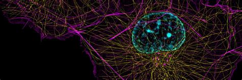 Bildergebnis für Light Microscope Resolution