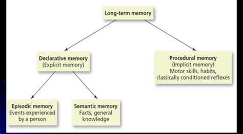 Image result for Model of Long-Term Memory