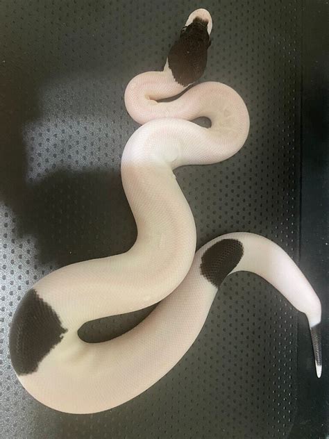 Image result for Panda Ball Python E