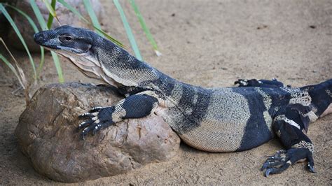 Image result for Australian Monitor Lizard
