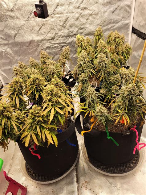 Autoflower Prosess Every Week に対する画像結果