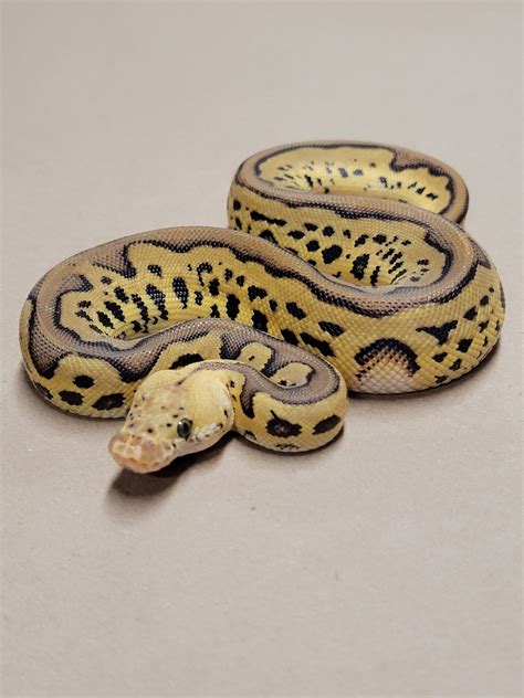 Image result for Batman Ball Python Combination