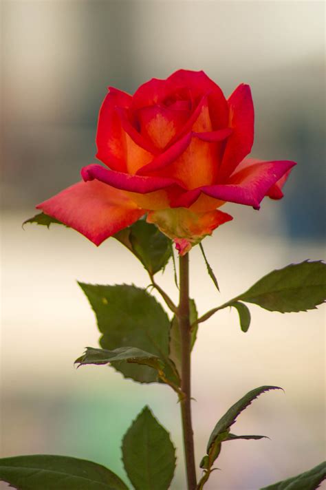 Rose PowerPoint Background に対する画像結果