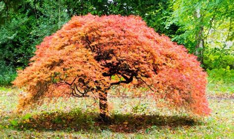 Toradh íomhá ar Japanese Red Maple Tree Problems