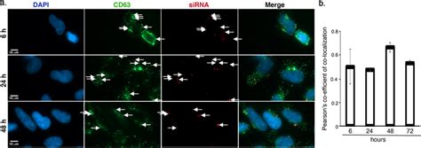 RNAiMAX Reverse Transfection に対する画像結果