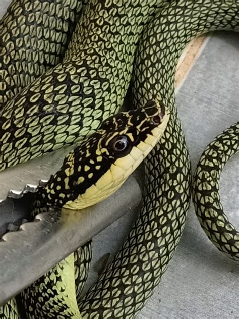 Image result for Golden Python Snake