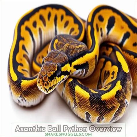 Axanthic Ball Python Morphs Facts: Ultimate Guide to Colors, Care, and ...