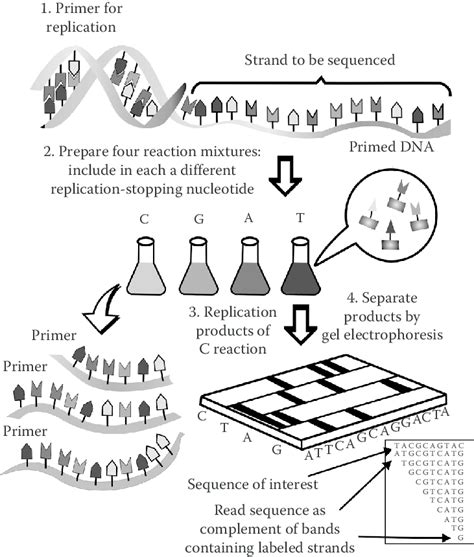 DNA Sequencing Steps に対する画像結果