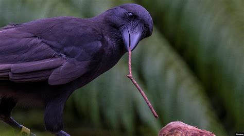 Craw Sritch Using Tool に対する画像結果